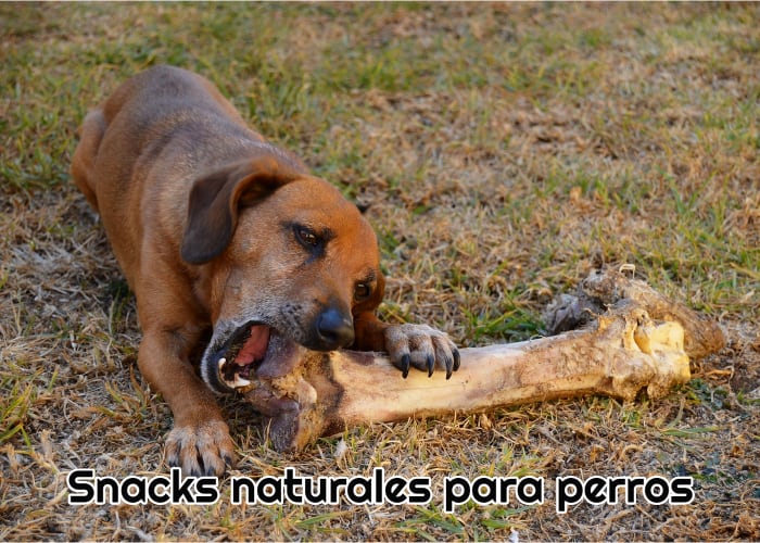 snacks naturales para perros