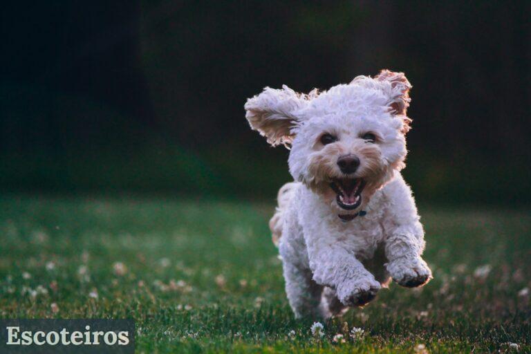 Cómo adiestrar a un perro para concursos de agility
