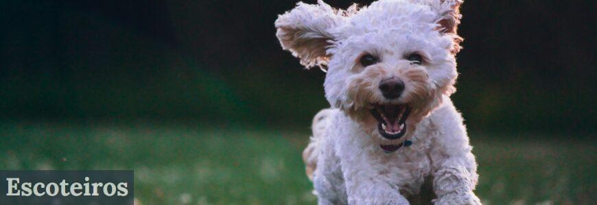 Cómo adiestrar a un perro para concursos de agility