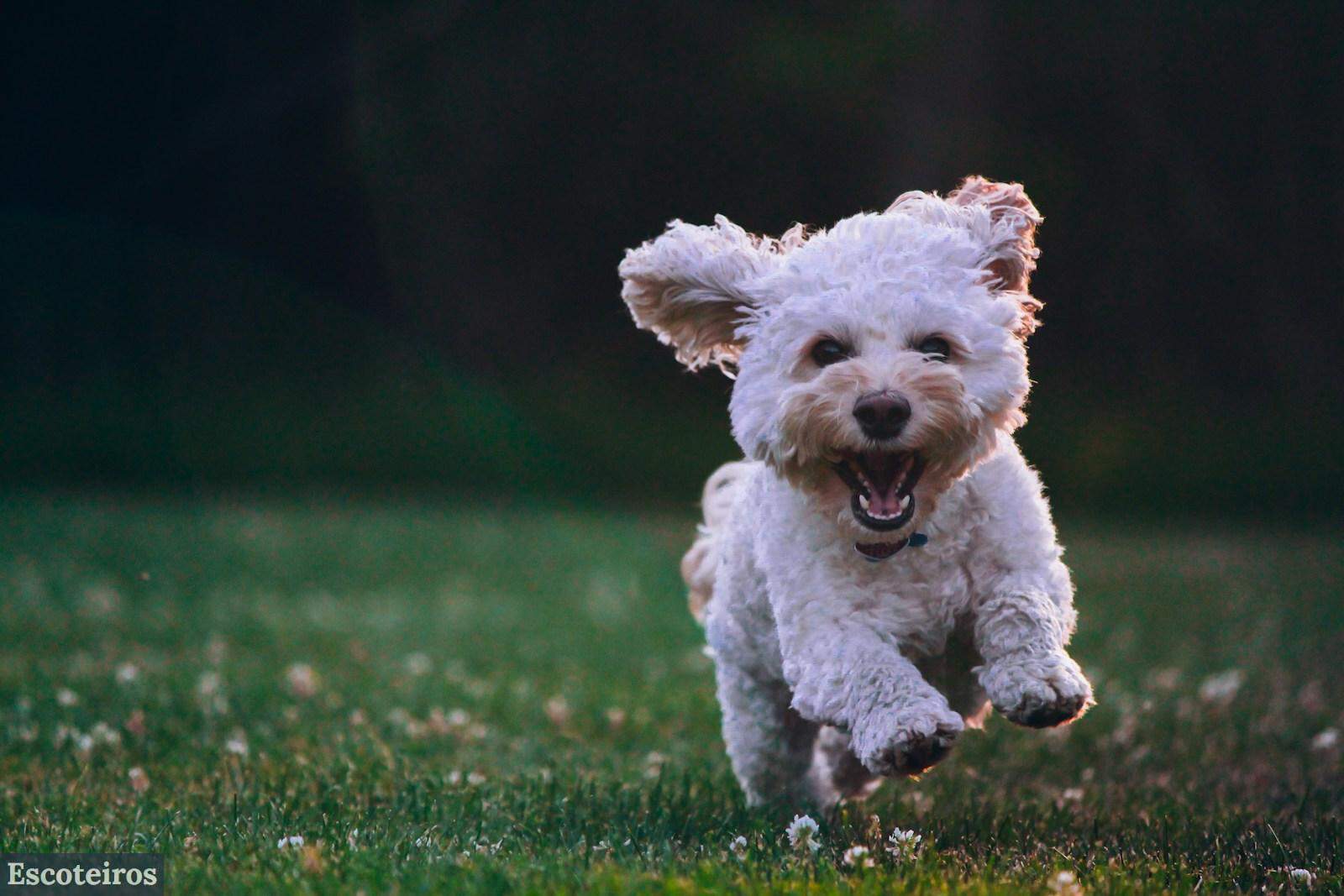Cómo adiestrar a un perro para concursos de agility