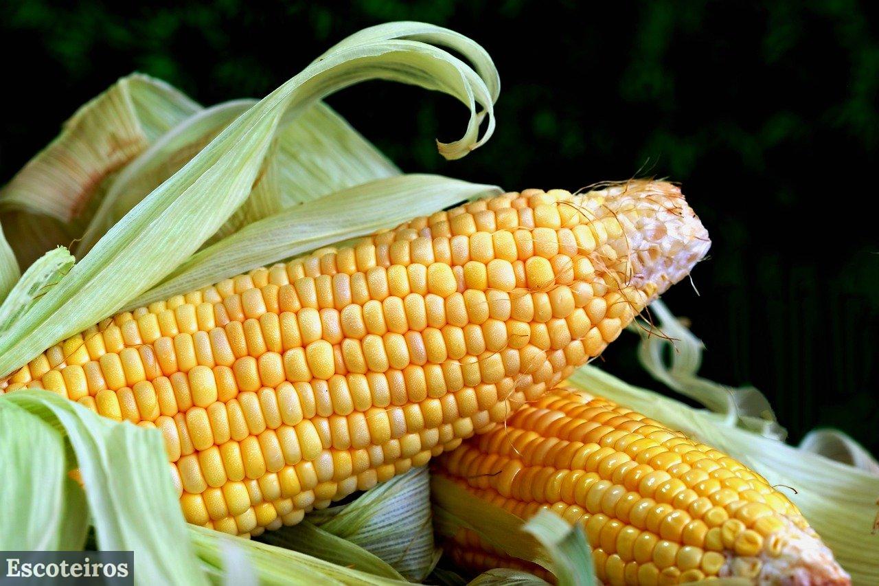 comida sana