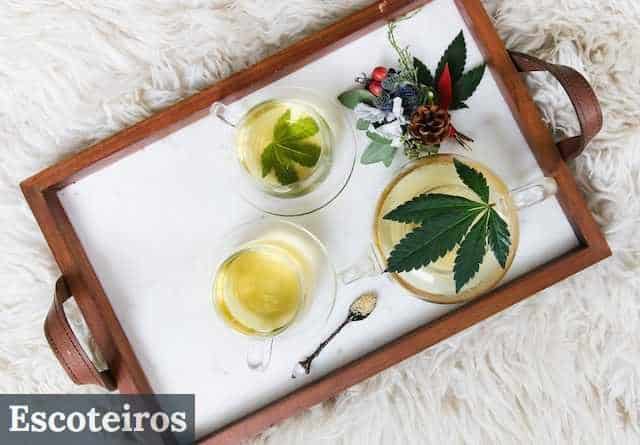 ¿Qué son las flores cbd hidropónicas?