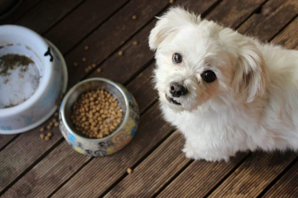 Alimentación natural para perros activos