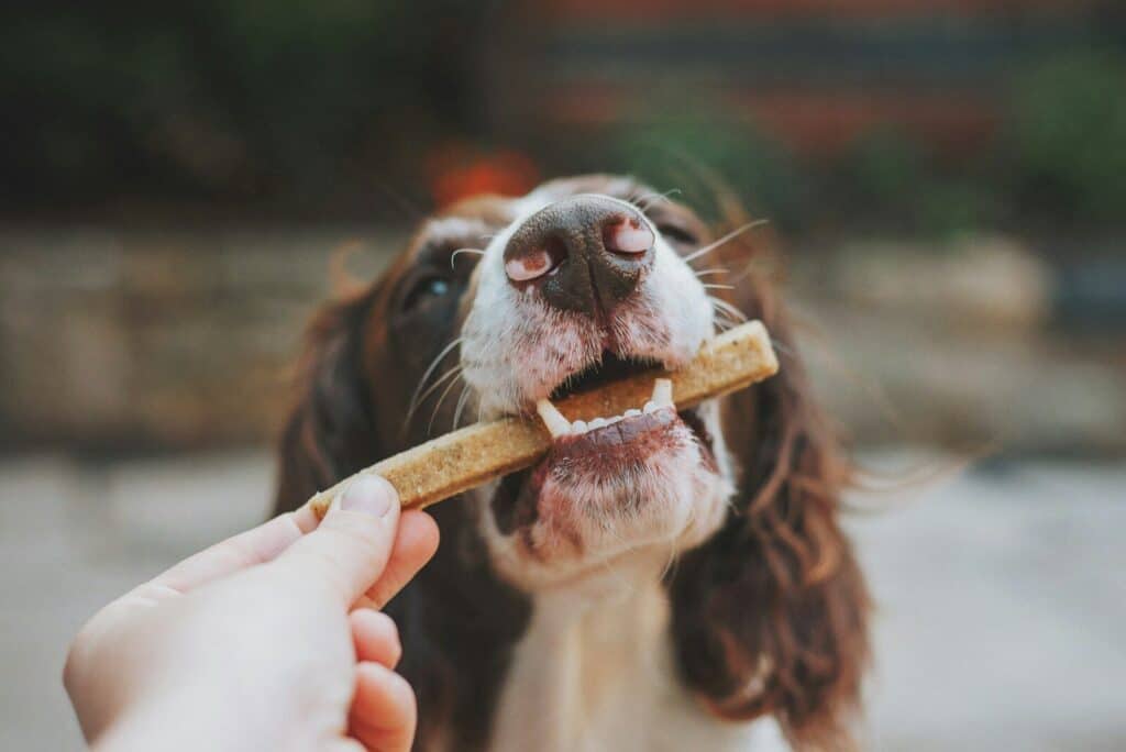 Alimentación natural para perros 