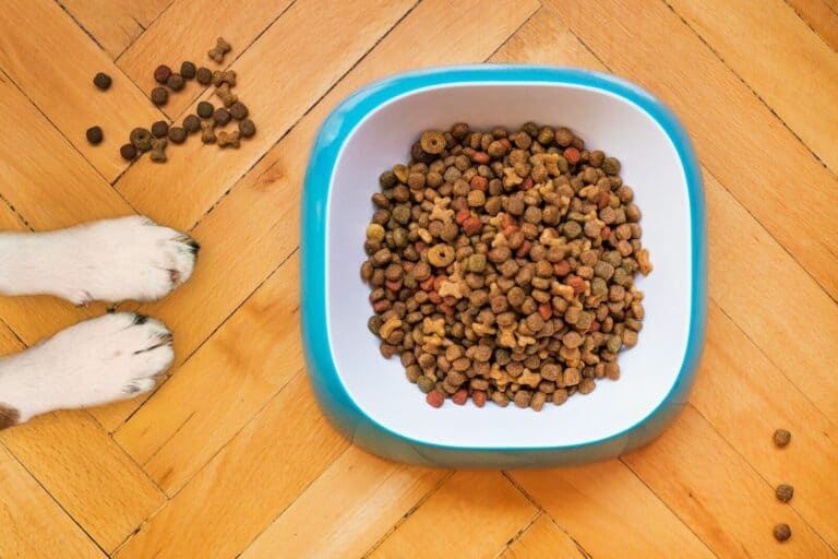 Alimentación natural para perros activos: cómo cuidar su bienestar diario