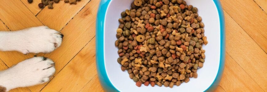 Alimentación natural para perros activos: cómo cuidar su bienestar diario